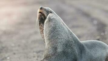 Antarctic fur seal,Arctophoca gazella, an beach, Antartic peninsula. photo