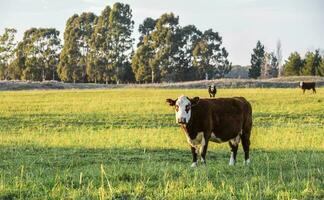 Livestock, Argentine meat production , in Buenos Aires countryside, Argentina photo