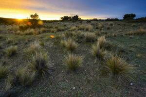Pampas Grass in countryside, Peninsula Valdes, Patagonia, Argentina. photo