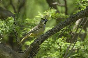 Yellow Cardinal, Gubernatrix cristata, Endangered species in La Pampa, Argentina photo