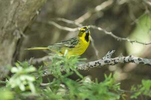 Yellow Cardinal, Gubernatrix cristata, Endangered species in La Pampa, Argentina photo