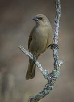 Bay winged cowbird, perched on a branch of calden, Calden Forest,La Pampa, Argentina photo