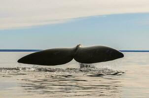 ballena cola en península Valdés, Patagonia, argentina foto