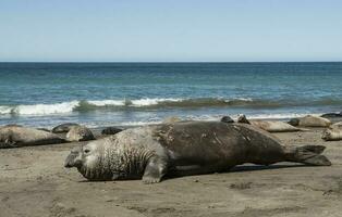 Male elephant seal, Peninsula Valdes, Patagonia, Argentina photo