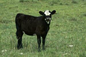 Cattle calf in Pampas countryside, Patagonia, Argentina. photo