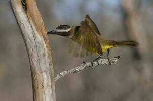 Great Kiskadee,  Pitangus sulphuratus, Calden forest, La Pampa, Argentina photo