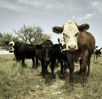 novillos alimentado en pastar, la pampa, argentina foto