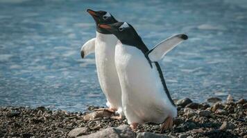 gentoo pingüino, en neko Puerto,Antártida península. foto