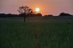 Lonely tree in La Pampa at sunset, Patagonia,Argentina photo