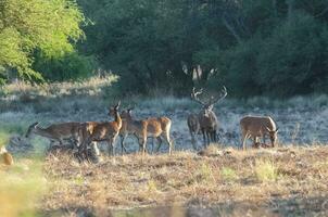 Red deer, Male roaring in La Pampa, Argentina, Parque Luro, Nature Reserve photo