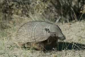 Hairy Armadillo, in desert environment, Peninsula Valdes, Patagonia, Argentina photo