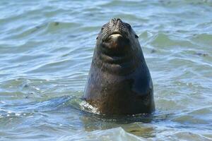 masculino mar león , Patagonia, argentina foto