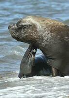 masculino mar león , Patagonia, argentina foto