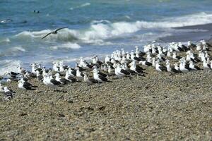 quelpo gaviota rebaño en un playa, patagonia, argentina. foto