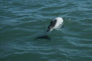 Commerson dolphin swimming, Patagonia , Argentina. photo