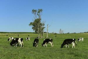 vacas en argentino campo, la pampa provincia, argentina. foto