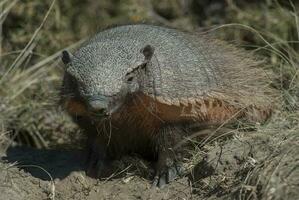 Hairy Armadillo, in grassland environment, Peninsula Valdes, Patagonia, Argentina photo