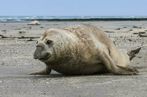 Male elephant seal, Peninsula Valdes, Patagonia, Argentina photo