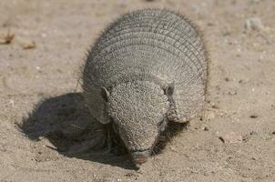 Hairy Armadillo, in desert environment, Peninsula Valdes, Patagonia, Argentina photo