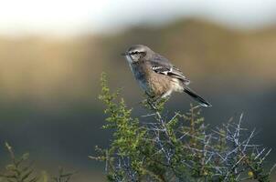 Patagonian Mockingbird, Peninsula Valdes,Patagonia, Argentina photo