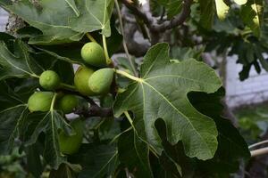 Figs on the plant, ready to harvest, La Pampa, Argentina photo