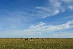 Cows grazing in the field, in the Pampas plain, Argentina photo