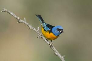 Blue and Yellow Tanager, Thraupis bonariensis, Calden Forest, La Pampa, Argentina photo