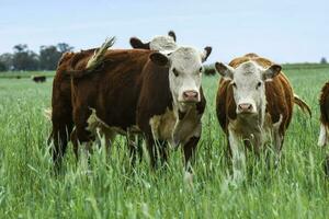 Cattle raising  with natural pastures in Pampas countryside, La Pampa Province,Patagonia, Argentina. photo