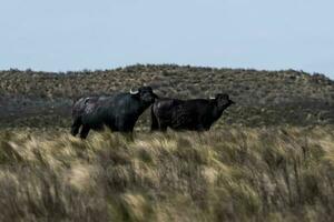 Water buffalo, Bubalus bubalis, species introduced in Argentina, La Pampa province, Patagonia. photo