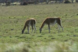 Lama animal, , in pampas grassland environment, La Pampa province, Patagonia,  Argentina photo