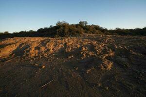 Semi desert environment landcape, La Pampa province, Patagonia, Argentina. photo