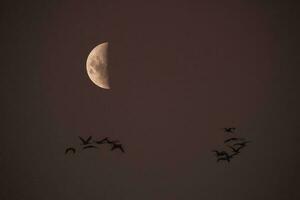 Luna en un claro cielo antes de oscuro foto