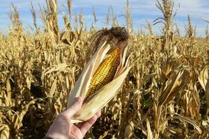 Corn cob growing on plant ready to harvest, Argentine Countryside, Buenos Aires Province, Argentina photo