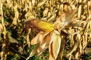 Corn cob growing on plant ready to harvest, Argentine Countryside, Buenos Aires Province, Argentina photo