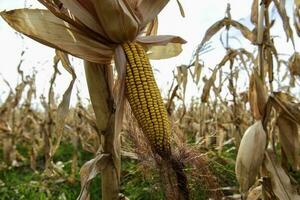 Corn cob growing on plant ready to harvest, Argentine Countryside, Buenos Aires Province, Argentina photo