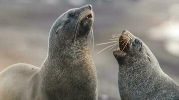 Antarctic fur seal,Arctophoca gazella, an beach, Antartica. photo