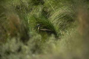 Spotted tinamou un grassland environment, La Pampa. Argentina photo
