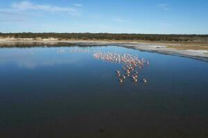 Flamingos flock in a salty lagoon, La Pampa Province,Patagonia, Argentina. photo