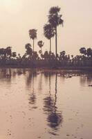 Palms landscape in La Estrella Marsh, Formosa province, Argentina. photo