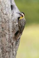 Green barred Woodpecker in forest environment,  La Pampa province, Patagonia, Argentina. photo