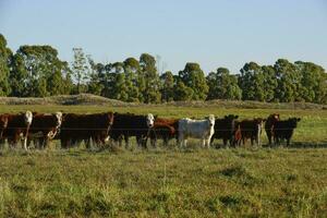 Countryside landscape with cows grazing, La Pampa, Argentina photo