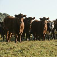 Countryside landscape with cows grazing, La Pampa, Argentina photo