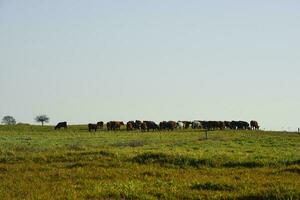 Countryside landscape with cows grazing, La Pampa, Argentina photo