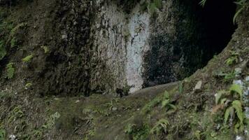 ett asiatisk man är klättrande en klippa i de mitten av de skog tidigt video