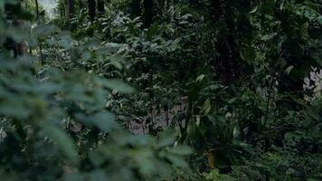 a ásia homem é caminhada sozinho dentro a meio do a floresta com uma saco em dele costas video