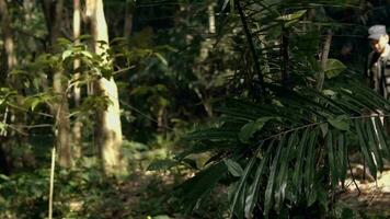 ein asiatisch Mann Gehen durch ein Wald voll von Bäume video