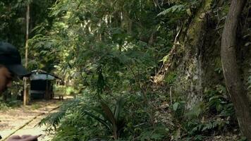 un asiatico uomo è a piedi mentre guardare a il suo inteligente Telefono nel il mezzo di il foresta video