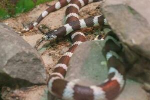 Kingsnake, Lampropeltis, a genus of non-venomous snakes in the family Serpentidae, in a terrarium close-up. photo