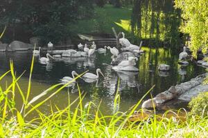 White pelicans on the lake with bushes, trees. Flock of family of birds in nature. photo