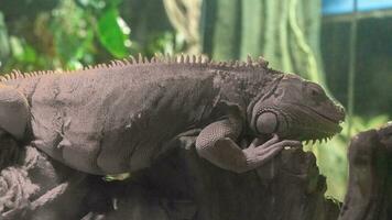 común iguana de cerca en el terrario, reptil herbívoro lagarto. foto